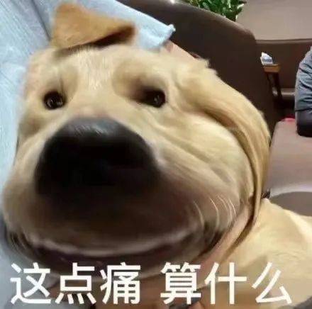 狗粮挺好吃的