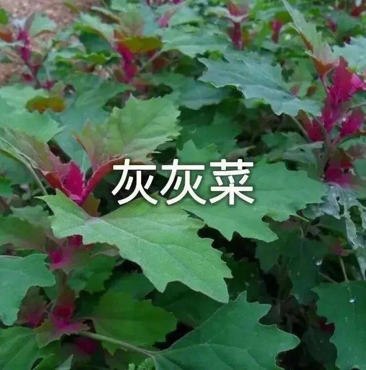 吃野菜咯表情包