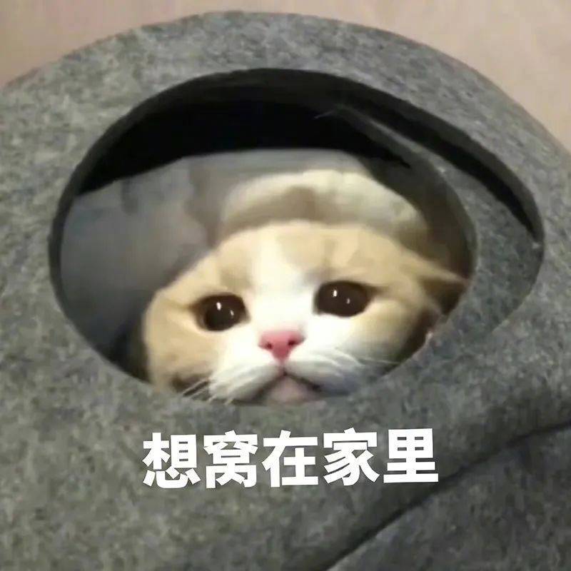 想窝在家里表情包