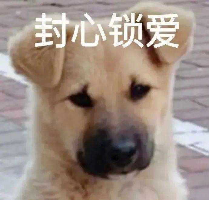 都安静下来 听我说表情包