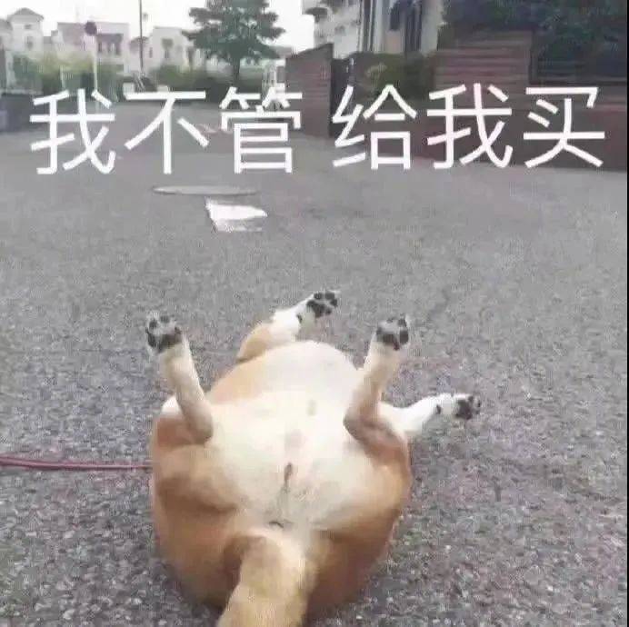 狗脸上写满了单纯表情包