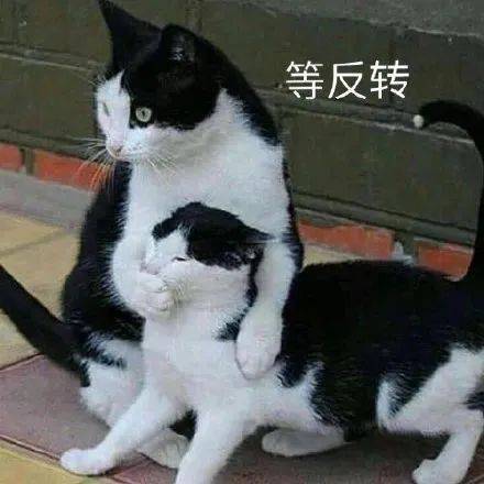 小嫩草  姐姐来了表情包