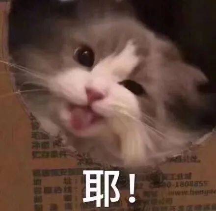 猛鲨落泪表情包