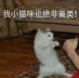 我小猫咪也绝非善类！表情包