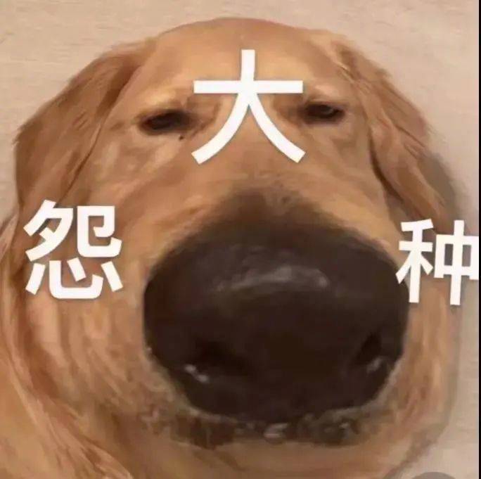 狗脸上写满了单纯