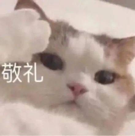 猛鲨落泪表情包