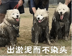 出淤泥而不染头