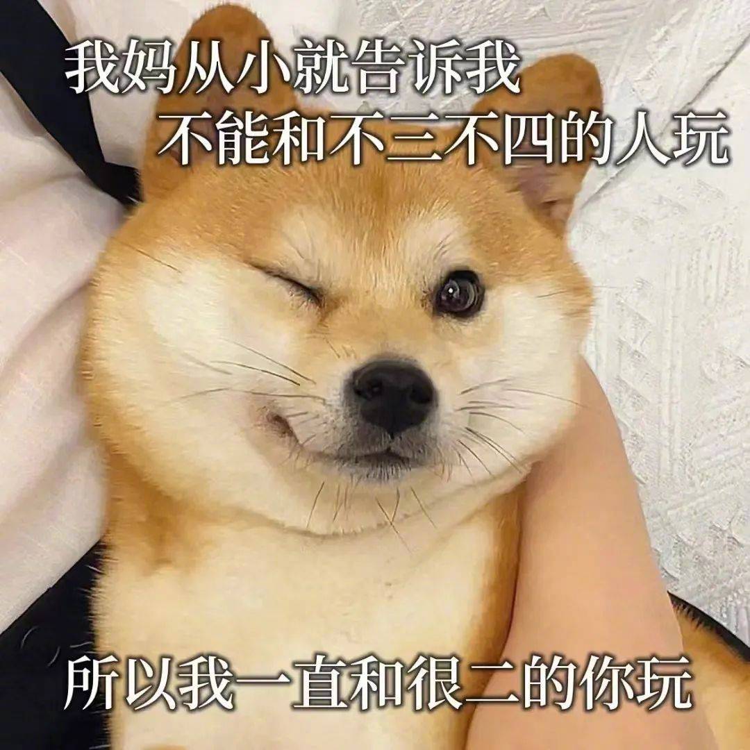 闭上你的狗嘴吧表情包