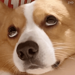 沙雕猫猫狗狗表情表情包