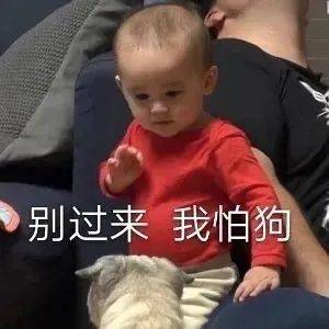 别过来  我怕狗