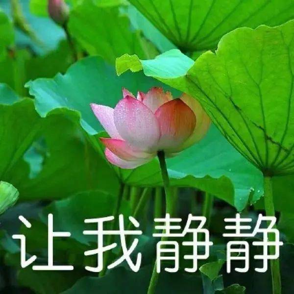 怎么还不回我消息表情包