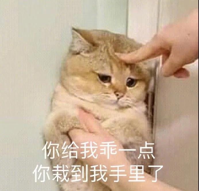 这是人过的日子吗表情包