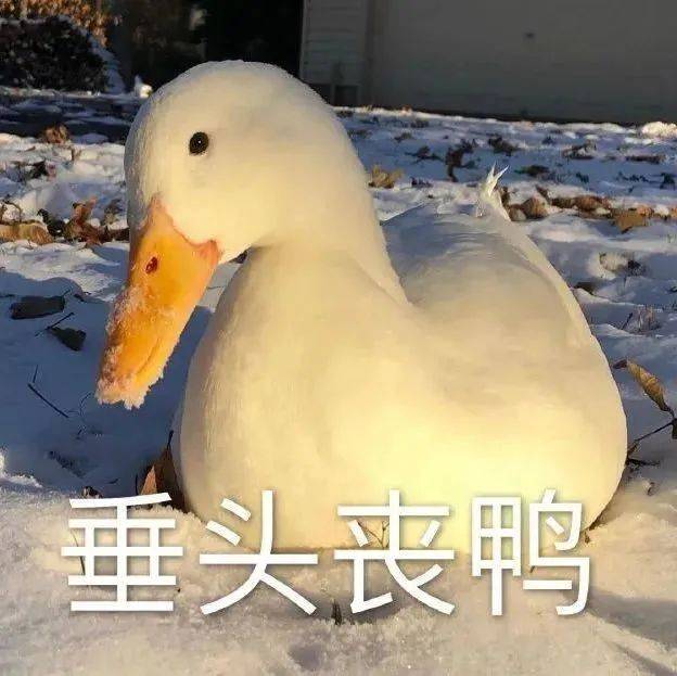 你是一只傻狗