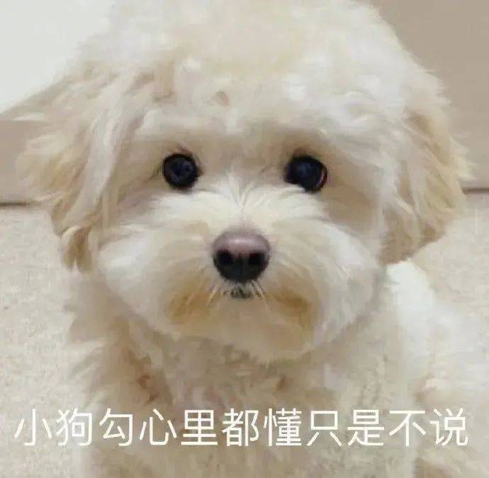 小狗勾心里都懂只是不说表情包