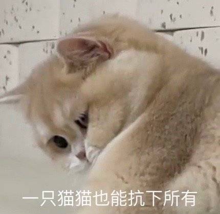 一只猫猫也能抗下所有表情包