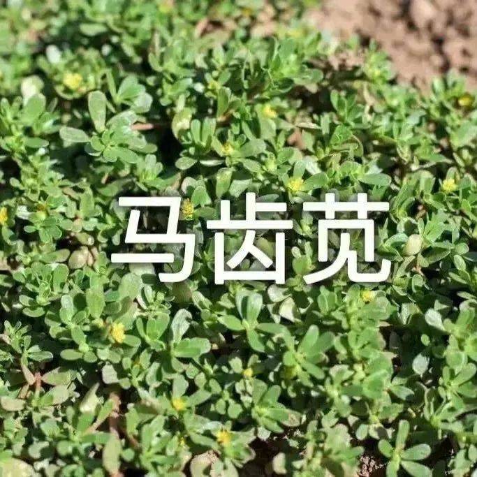 吃野菜咯表情包