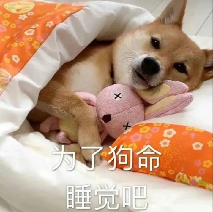 为了狗命  睡觉吧