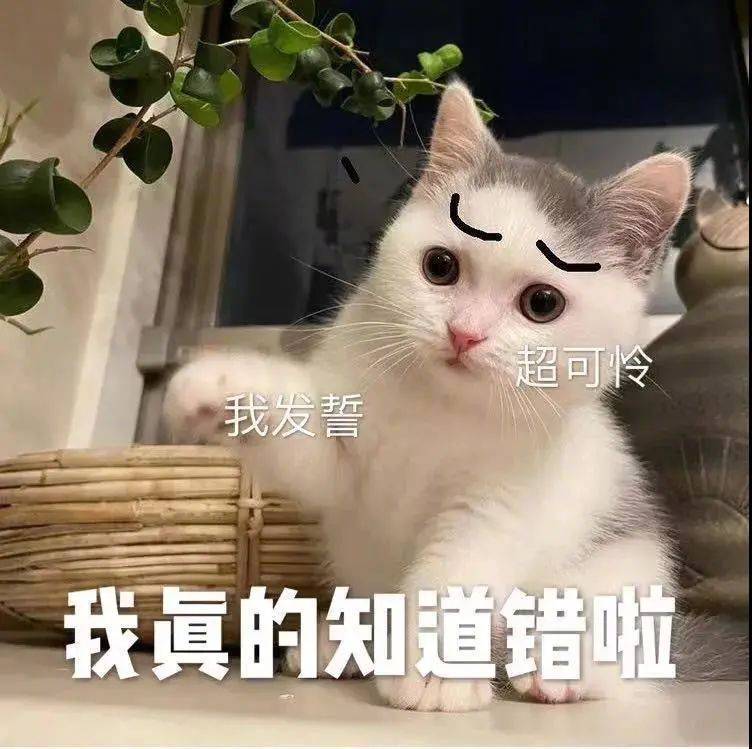 对不起555  我在面壁思过表情包