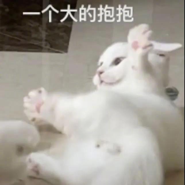 猪猪，什么事？表情包