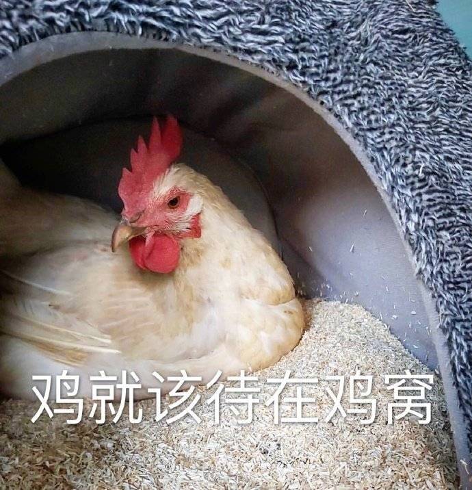 鸡就该待在鸡窝表情包