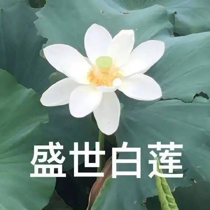 薯你屁话多