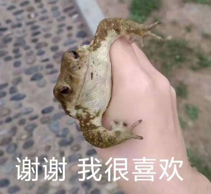 搞什么我只是只小猫咪啊表情包