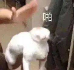 你在放什么屁哦