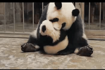 大熊猫抱熊孩子，场面相当的温馨