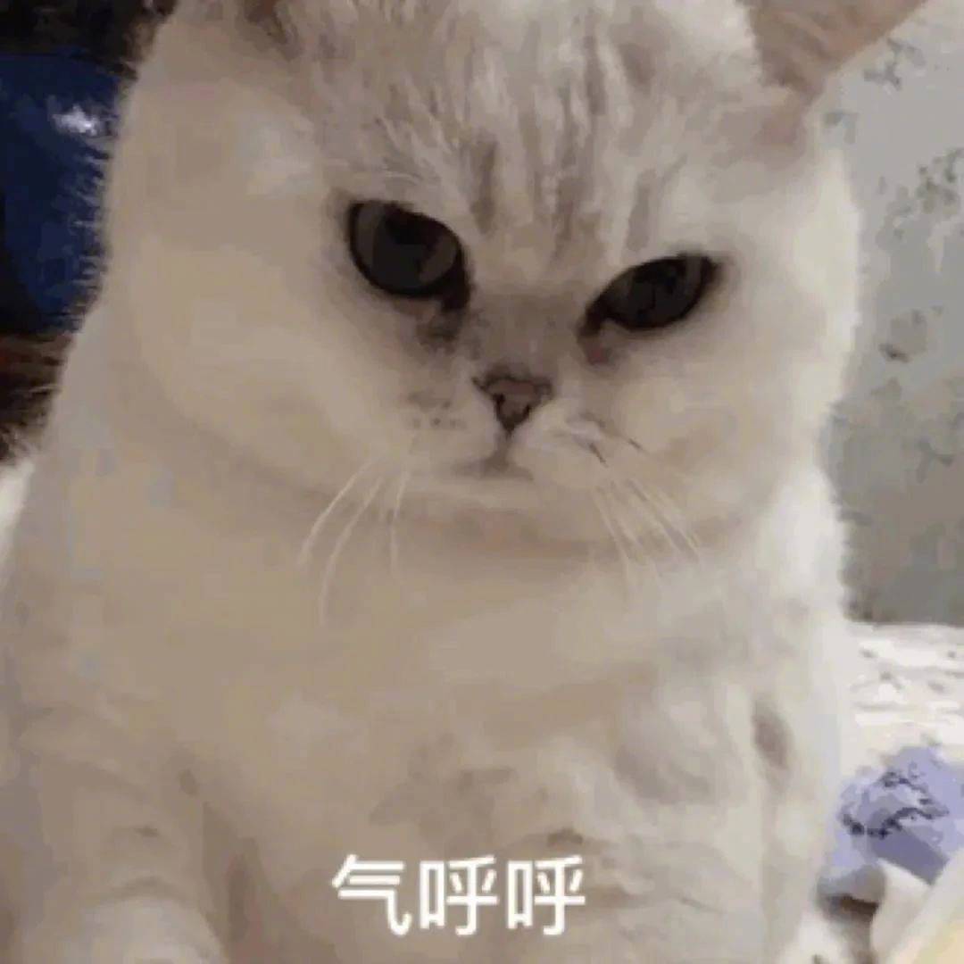 现在还没有起来的是大懒猪