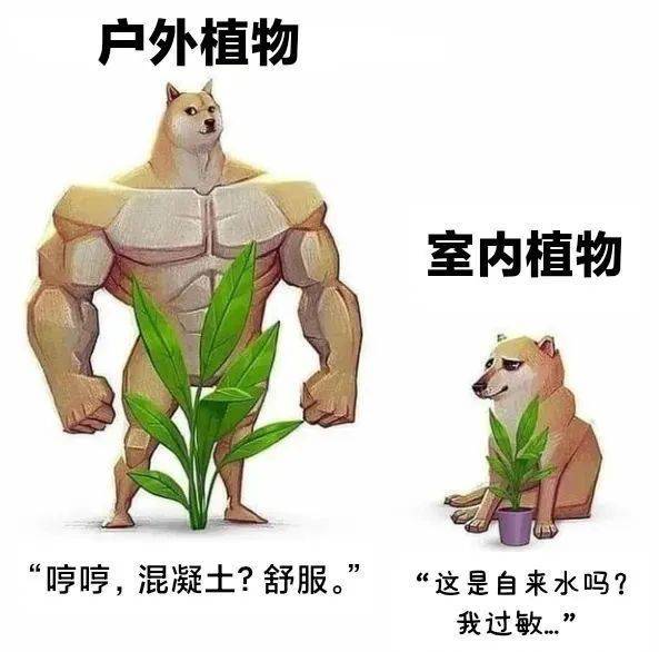 一不小心吃出了你的样子