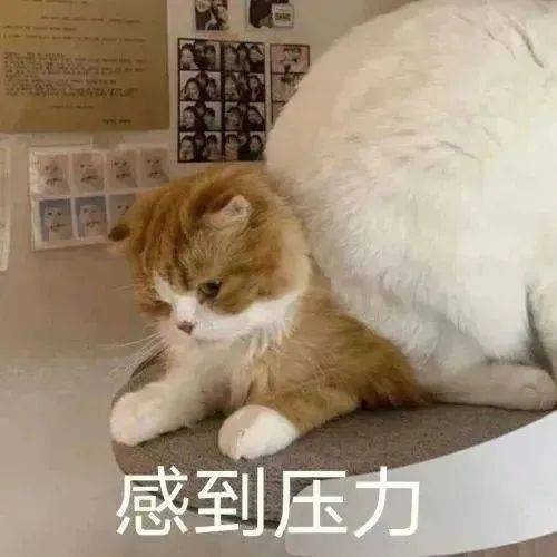 满眼都是你这个猪猪表情包