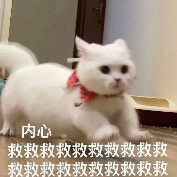 小猫咪也会有烦恼表情包