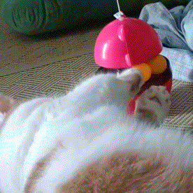 偷偷滴笑