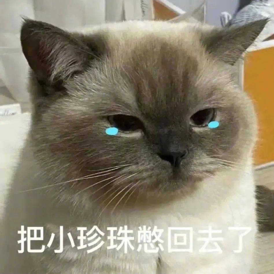 小猫咪也会有烦恼