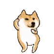 小黄狗柴犬蹦迪表情包动图表情包