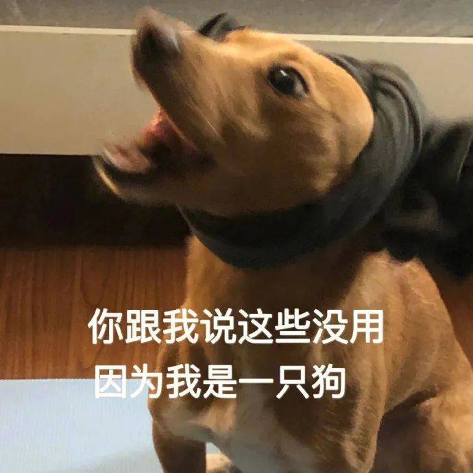 狗脸上写满了单纯表情包