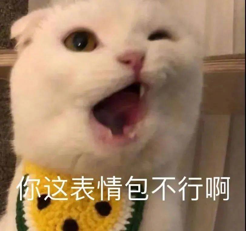 我只是一只小猫咪