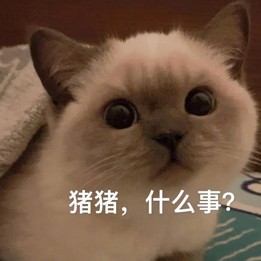 猪猪，什么事？表情包