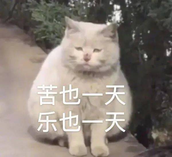 既然这样  只好打死你了表情包