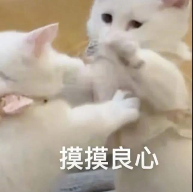 猪猪，什么事？表情包