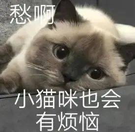 小猫咪也会有烦恼