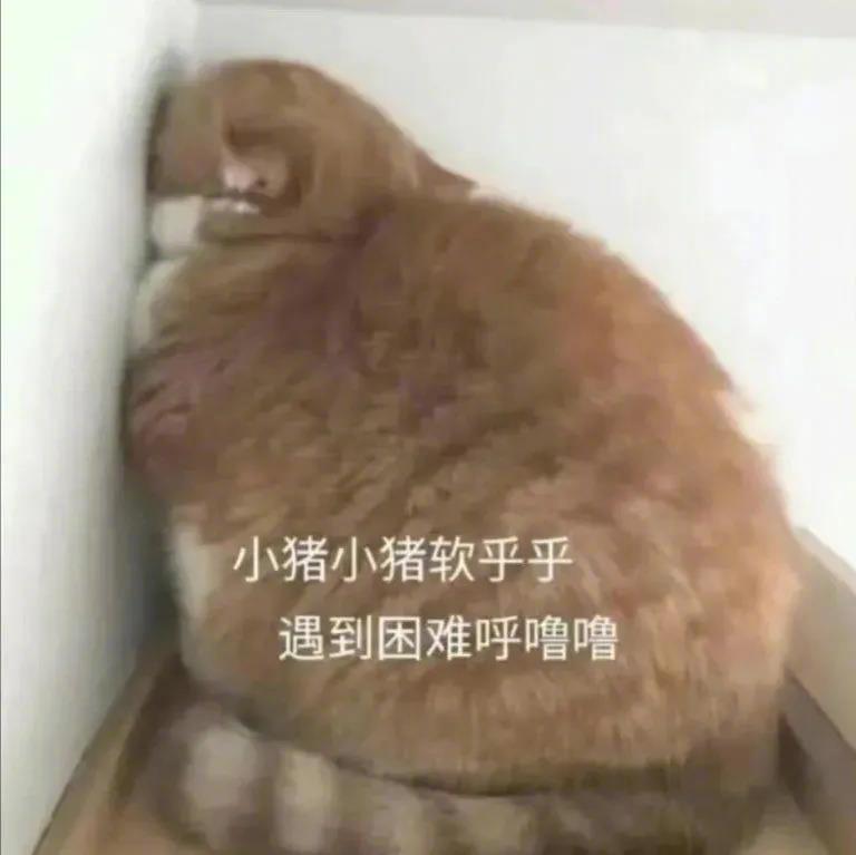 小猪小猪软乎乎  遇到困难呼噜噜表情包