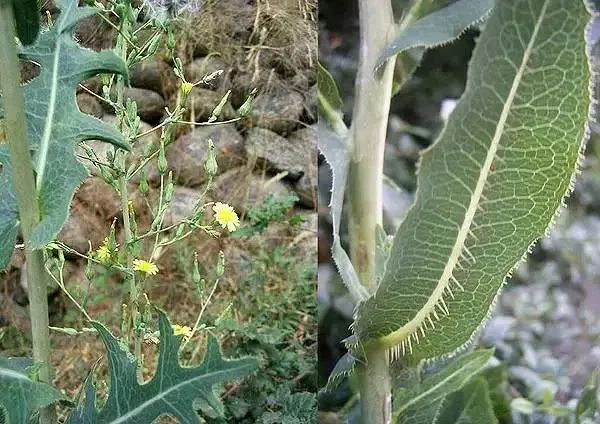 你以为你吃了4种菜，其实你只吃了1种菜