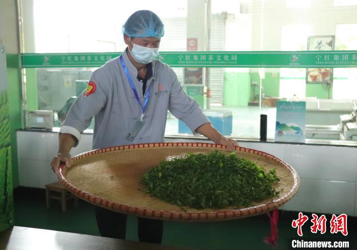 江西修水：制茶匠人齐聚 斗茶技赛茶香