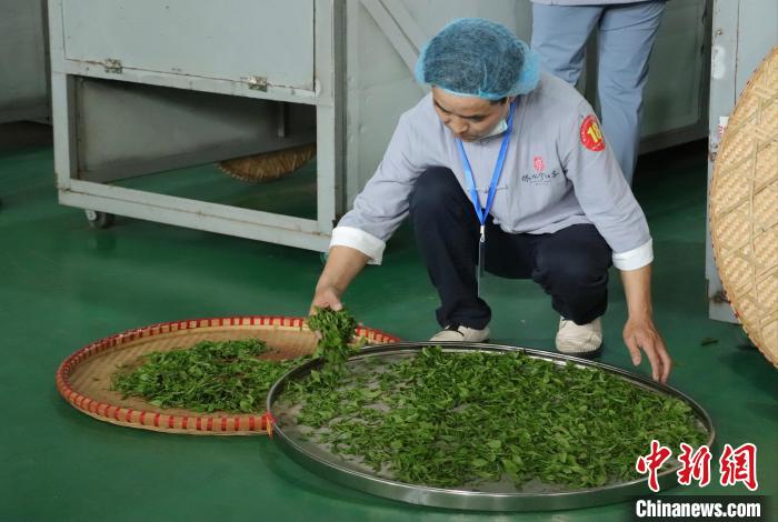 江西修水：制茶匠人齐聚 斗茶技赛茶香