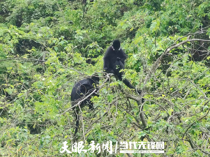 世界地球日，麻阳河保护区共绘黑叶猴生态保护绿卷