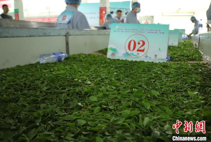 江西修水：制茶匠人齐聚 斗茶技赛茶香