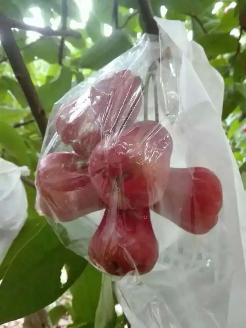 南方人藏了多年的水炸弹，咬开像在喝果汁？