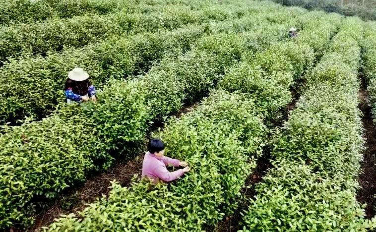 ​一位90后茶二代以“数字沸水”沏出望海新茶