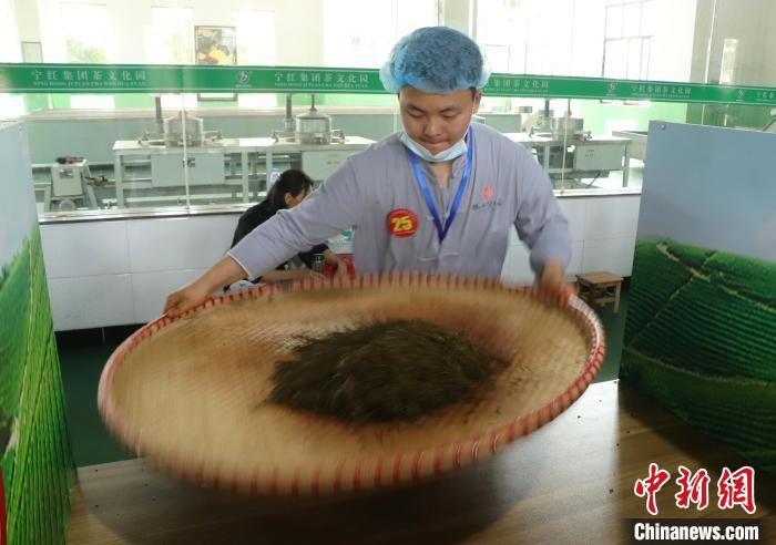 江西修水：制茶匠人齐聚 斗茶技赛茶香